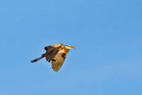 Great Blue Heron in Flight