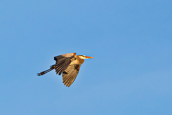 Great Blue Heron in Flight