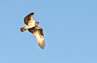 Osprey Soaring in Blue Sky