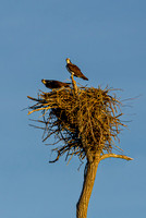 Two Ospreys on Nest