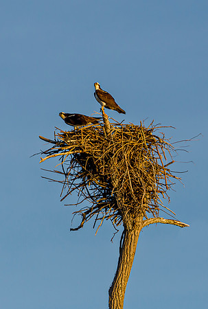 Two Ospreys on Nest