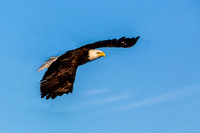 Bald Eagle Soaring in Blue Sky