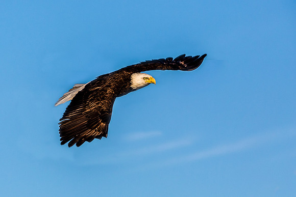 Bald Eagle Soaring in Blue Sky