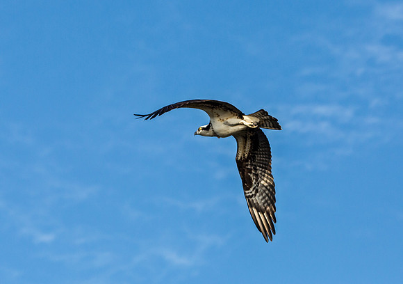 Osprey in Flight Against Blue Sky