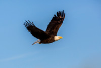 Bald Eagle Soaring