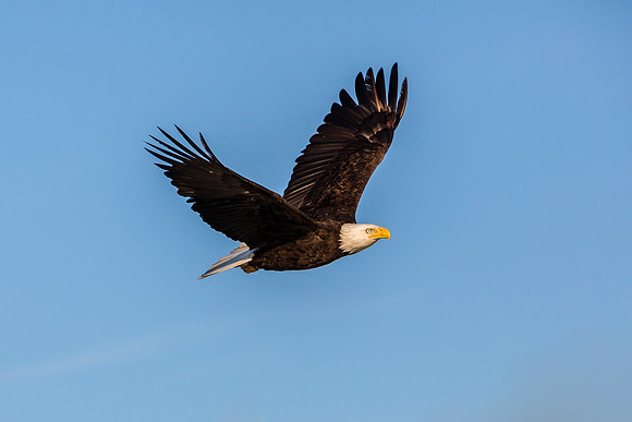 Bald Eagle Soaring