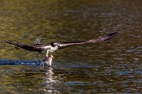 Osprey with Catch