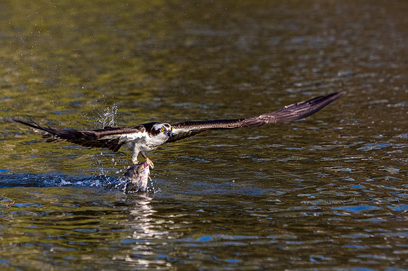 Osprey with Catch