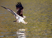 Osprey in Flight Over Water