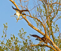 Two Ospreys Perched on Tree Branches