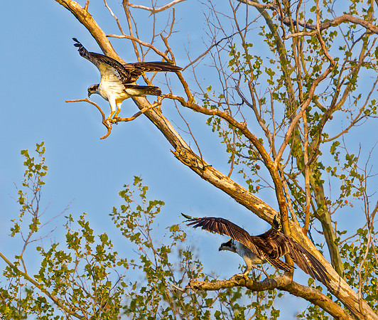Two Ospreys Perched on Tree Branches