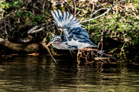 Great Blue Heron with Fish