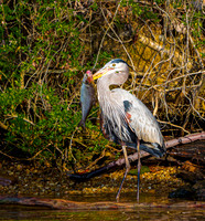Great Blue Heron with Fish