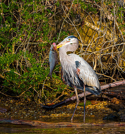 Great Blue Heron with Fish