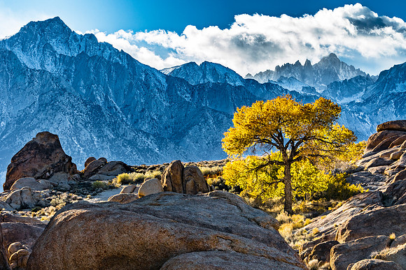 Autumn Tree and Sierra Nevada Mountains
