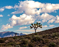 Joshua Trees in Desert Landscape