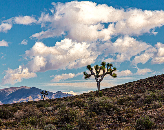 Joshua Trees in Desert Landscape