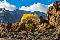 Autumn Tree and Mountains