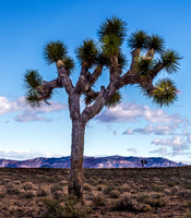 Joshua Tree in Desert Landscape