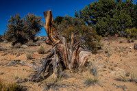 Ancient Weathered Tree Stump in Desert Landscape