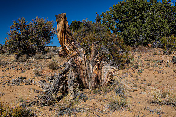 Ancient Weathered Tree Stump in Desert Landscape