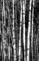 Black and White Aspen Trees