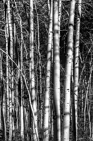 Black and White Aspen Trees