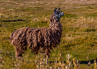 Llama in Field