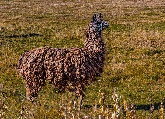 Llama in Field