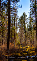 Sunlit Forest Landscape