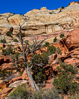 Desert Landscape with Dead Tree and Sandstone Cliffs