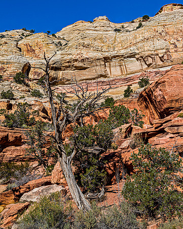 Desert Landscape with Dead Tree and Sandstone Cliffs