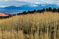 Autumn Forest with Snowy Mountains