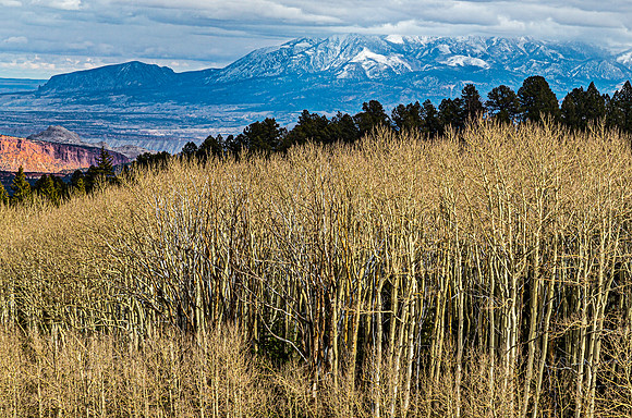 Autumn Forest with Snowy Mountains