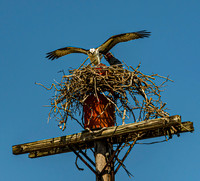Osprey Landing on Nest