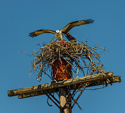 Osprey Landing on Nest