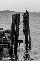 Double-Crested Cormorant on Pier Pilings