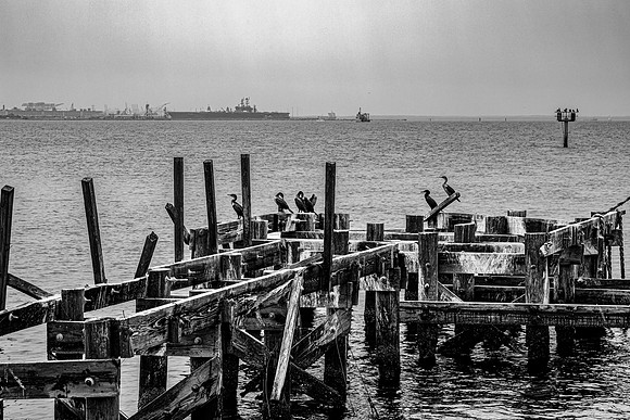 Cormorants on Wooden Pier Remnants