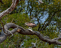 Osprey with fish on tree branch