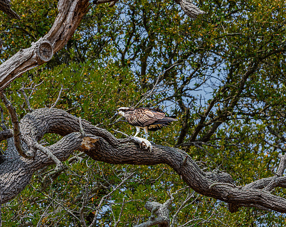 Osprey with fish on tree branch
