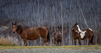 Horses by Burned Forest