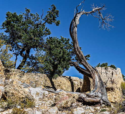 Gnarled Dead Tree and Pine on Rocky Outcrop