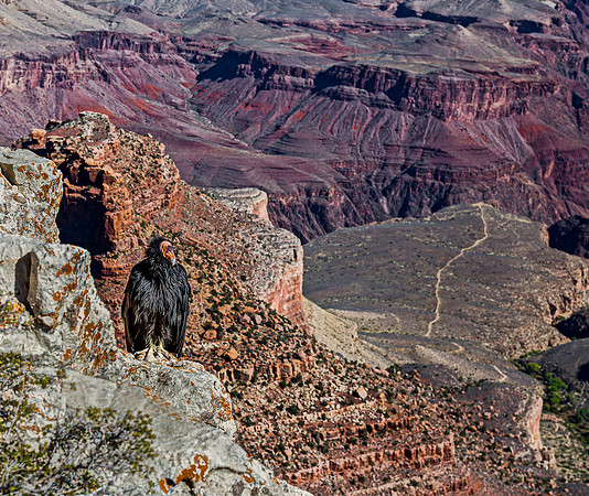 California Condor at Grand Canyon