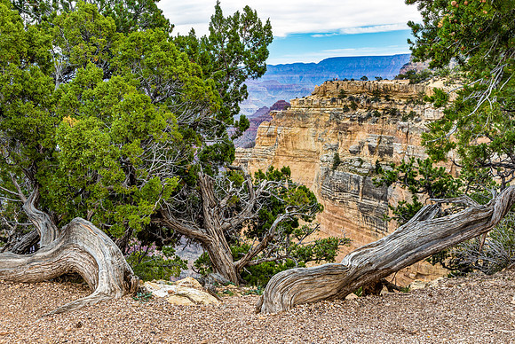 Grand Canyon National Park Landscape