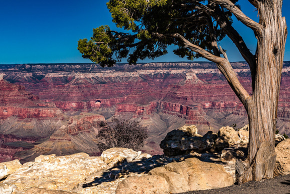 Grand Canyon Vista with Evergreen Tree