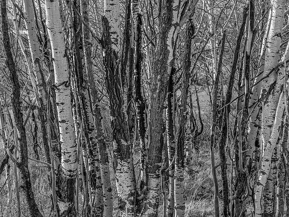 Aspen Tree Trunks and Branches