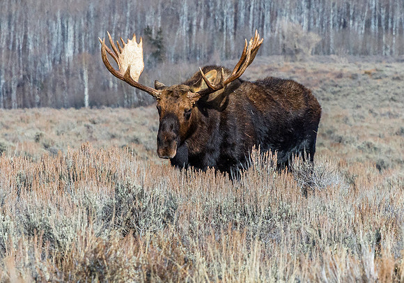 Bull Moose in a Dry Grass Field