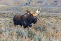 Bull Moose in a Field