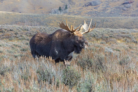 Bull Moose in a Field