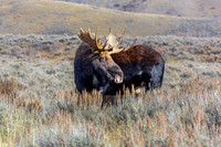 Moose in Autumn Landscape